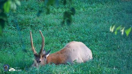 Pennsylvania Elk Live Webcam - Aug 18, 2026, 6:52pm EDT