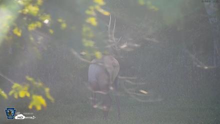 Pennsylvania Elk Live Webcam - Sep 6, 2026, 6:08pm EDT