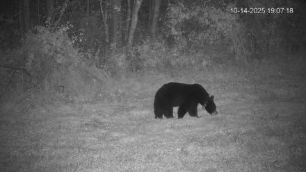 Pennsylvania Elk Live Webcam - Oct 14, 2025, 7:07pm EDT