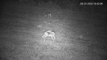 Pennsylvania Elk Live Webcam - Sep 22, 2025, 7:42pm EDT