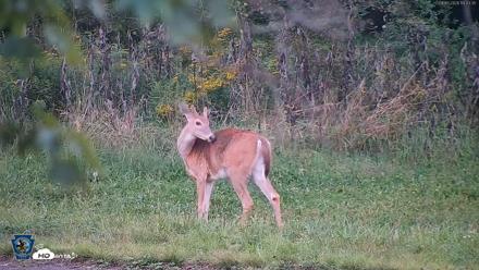 Pennsylvania Elk Live Webcam - Sep 5, 2026, 7:44pm EDT