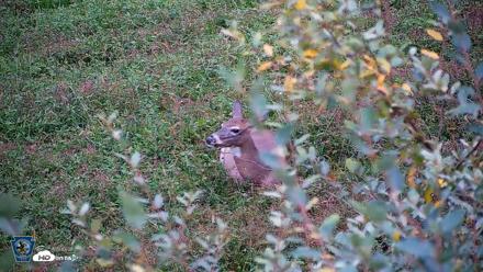 Pennsylvania Elk Live Webcam - Oct 2, 2026, 6:26pm EDT