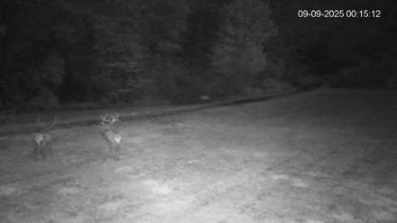 Pennsylvania Elk Live Webcam - Sep 9, 2025, 12:15am EDT