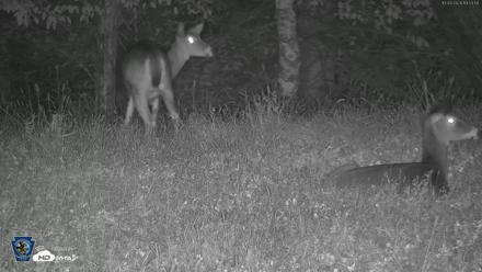 Pennsylvania Elk Live Webcam - Oct 3, 2026, 7:54pm EDT