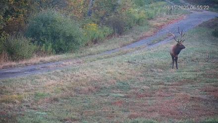 Pennsylvania Elk Live Webcam - Sep 15, 2025, 6:56am EDT