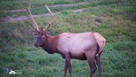 Pennsylvania Elk Live Webcam - Sep 8, 2026, 7:30pm EDT