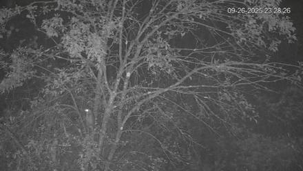 Pennsylvania Elk Live Webcam - Sep 26, 2025, 11:29pm EDT