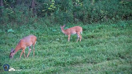 Pennsylvania Elk Live Webcam - Sep 4, 2026, 6:49pm EDT