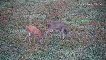 Pennsylvania Elk Live Webcam - Sep 23, 2025, 5:54pm EDT
