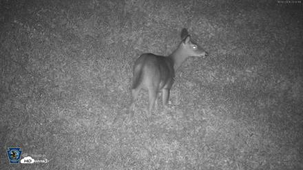 Pennsylvania Elk Live Webcam - Oct 2, 2026, 11:03pm EDT