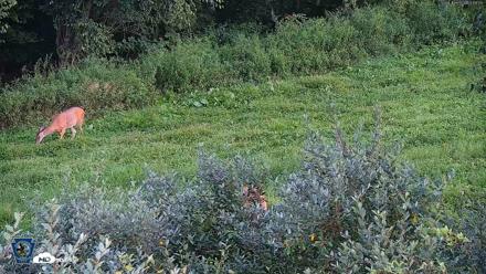 Pennsylvania Elk Live Webcam - Aug 18, 2026, 7:20pm EDT