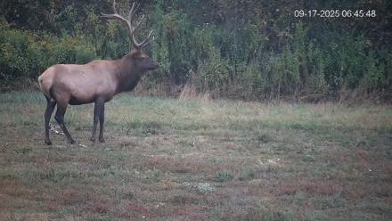 Pennsylvania Elk Live Webcam - Sep 17, 2025, 6:49am EDT