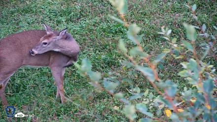 Pennsylvania Elk Live Webcam - Oct 1, 2026, 5:59pm EDT