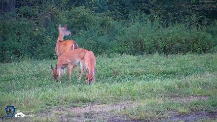 Pennsylvania Elk Live Webcam - Sep 4, 2026, 6:41pm EDT