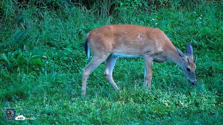 Pennsylvania Elk Live Webcam - Aug 9, 2026, 7:03pm EDT