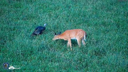 Pennsylvania Elk Live Webcam - Sep 9, 2026, 5:55pm EDT