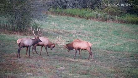 Pennsylvania Elk Live Webcam - Sep 9, 2025, 7:36pm EDT