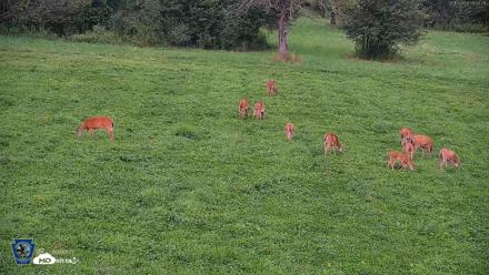 Pennsylvania Elk Live Webcam - Aug 10, 2026, 8:02pm EDT