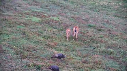 Pennsylvania Elk Live Webcam - Sep 6, 2025, 7:56am EDT