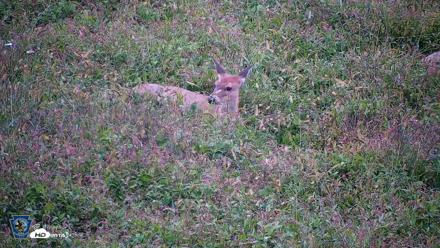 Pennsylvania Elk Live Webcam - Sep 27, 2026, 6:03pm EDT