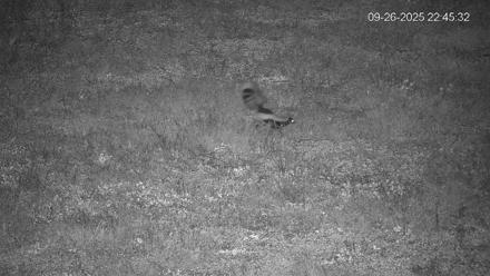 Pennsylvania Elk Live Webcam - Sep 26, 2025, 10:46pm EDT