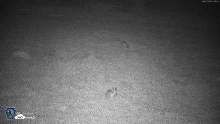 Pennsylvania Elk Live Webcam - Aug 14, 2026, 10:38pm EDT