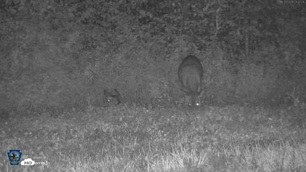 Pennsylvania Elk Live Webcam - Oct 3, 2026, 11:03pm EDT