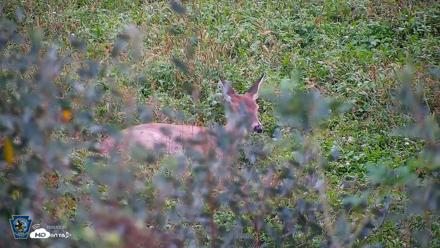 Pennsylvania Elk Live Webcam - Oct 1, 2026, 6:22pm EDT