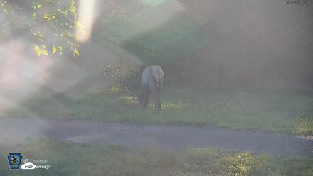 Pennsylvania Elk Live Webcam - Sep 6, 2026, 5:58pm EDT