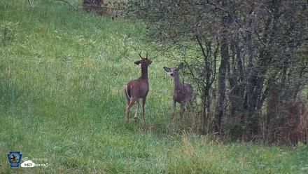Pennsylvania Elk Live Webcam - Sep 28, 2026, 6:46pm EDT