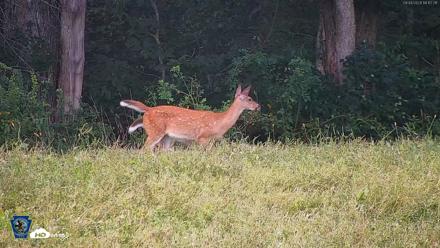Pennsylvania Elk Live Webcam - Sep 4, 2026, 6:13pm EDT