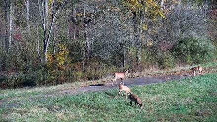 Pennsylvania Elk Live Webcam - Oct 9, 2025, 9:42am EDT