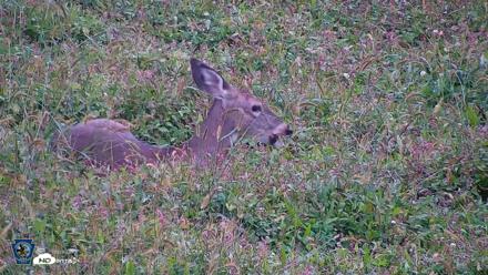 Pennsylvania Elk Live Webcam - Sep 27, 2026, 4:05pm EDT