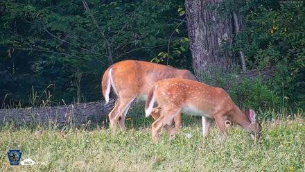 Pennsylvania Elk Live Webcam - Sep 6, 2026, 4:27pm EDT