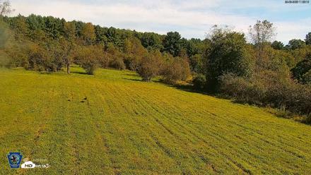 Pennsylvania Elk Live Webcam - Sep 8, 2026, 11:29am EDT