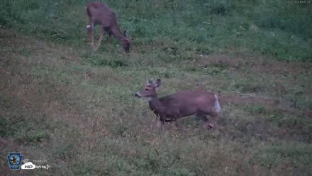 Pennsylvania Elk Live Webcam - Sep 28, 2026, 7:11pm EDT
