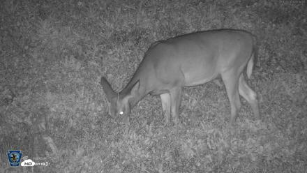 Pennsylvania Elk Live Webcam - Sep 28, 2026, 5:46am EDT