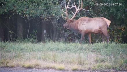 Pennsylvania Elk Live Webcam - Sep 9, 2025, 7:08pm EDT