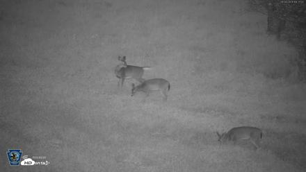 Pennsylvania Elk Live Webcam - Sep 26, 2026, 7:27pm EDT