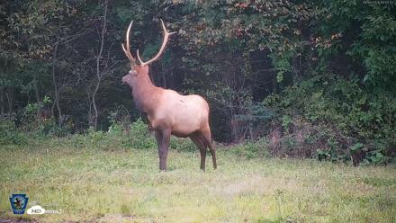 Pennsylvania Elk Live Webcam - Sep 9, 2026, 7:09pm EDT