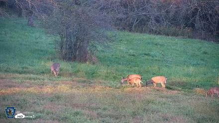 Pennsylvania Elk Live Webcam - Oct 3, 2026, 6:21pm EDT