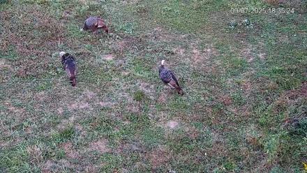 Pennsylvania Elk Live Webcam - Sep 7, 2025, 6:36pm EDT