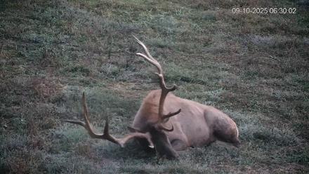 Pennsylvania Elk Live Webcam - Sep 10, 2025, 6:30am EDT
