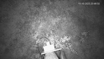 Pennsylvania Elk Live Webcam - Oct 16, 2025, 8:49pm EDT