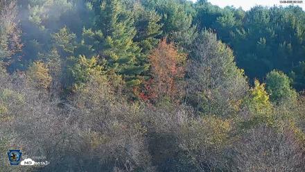 Pennsylvania Elk Live Webcam - Oct 3, 2026, 9:13am EDT