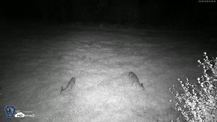Pennsylvania Elk Live Webcam - Oct 1, 2026, 5:40am EDT