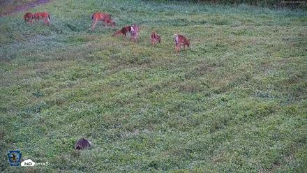Pennsylvania Elk Live Webcam - Sep 6, 2026, 9:01am EDT