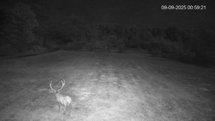 Pennsylvania Elk Live Webcam - Sep 9, 2025, 1:00am EDT