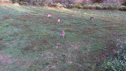 Pennsylvania Elk Live Webcam - Sep 26, 2025, 6:08pm EDT