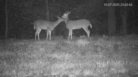 Pennsylvania Elk Live Webcam - Oct 7, 2025, 11:03pm EDT